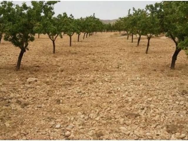 en Venta en Elche pedanias, Alicante