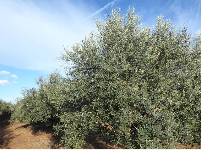 EN VENTA FINCA RUSTICA CON OLIVOS EN BENICARLÓ