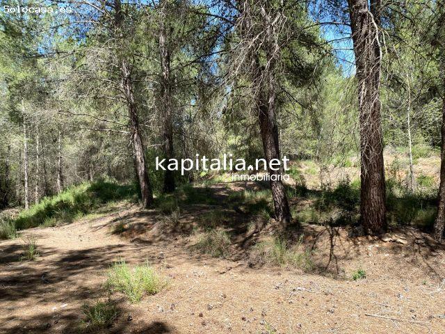 En Venta/Disponible: Finca Rústica en LOlleria Zona Barranc de lAlegre