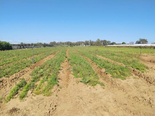 EN PAGO MEDIA NARANJA, EN LA ZONA DEL PINAR, AQUI ES DONDE PUEDES HACER TU CAMPO DE RECREO O TRABAJO