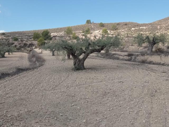 Encantadora Finca Rústica en Hondon de las Nieves con Vistas Espectaculares