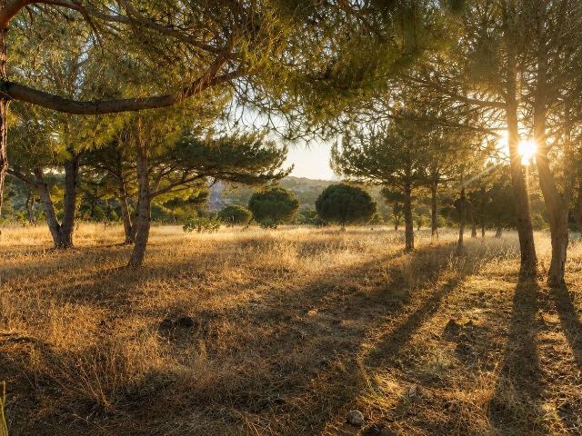 Entre Pinheiros |Terreno Rústico com 10.430m2, nos Salicos, entre Lagoa e Carvoeiro, Algarve