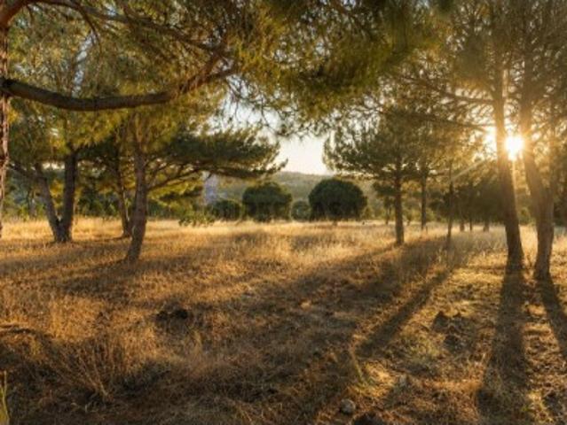 Entre Pinheiros |Terreno Rústico com 10.430m2, nos Salicos, entre Lagoa e Carvoeiro, Algarve