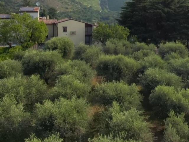 Esclusiva villa in vendita Negrar, Veneto