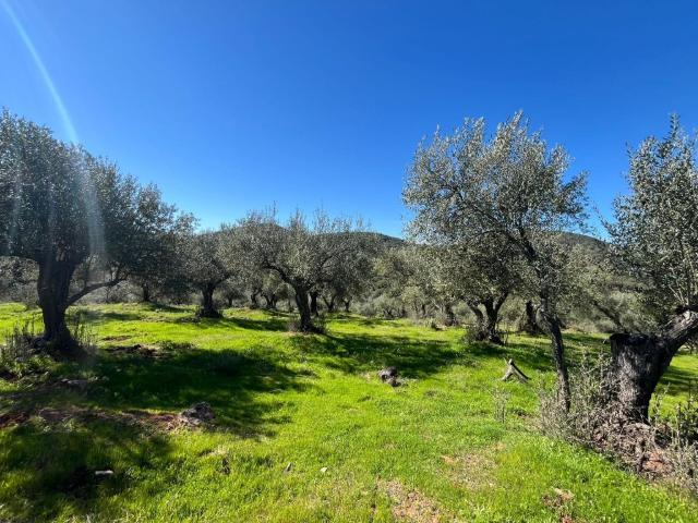Espectacular Finca con olivos ecológicos en Zufre!