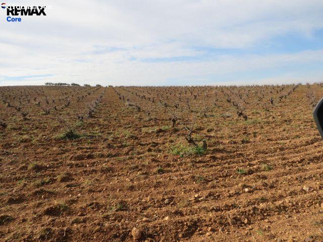 Espectacular Finca de 120 Ha en Tierra de Barros: Máxima Rentabilidad Agrícola