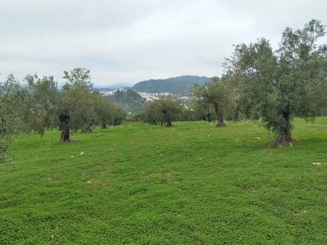 Espectacular finca en la localidad de Alozaina