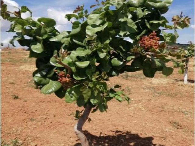 Espectacular Finca Rústica de 4 Ha con Vivienda Premium y Plantación de Pistachos
