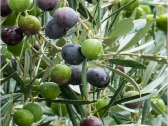 Espectacular Olivar en Regadío e Intensivo de 9 Ha en Plena Producción