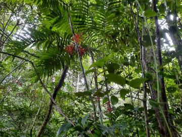 Rancho en venta en Armando Zebadua, Ocozocoautla de Espinosa, Chiapas