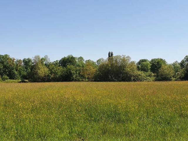 Espoey Vente Terrain 64
