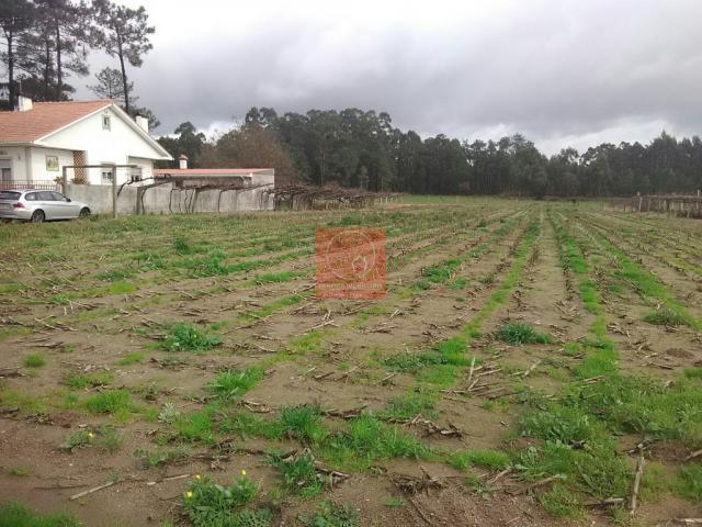 Esposende Braga 79804080