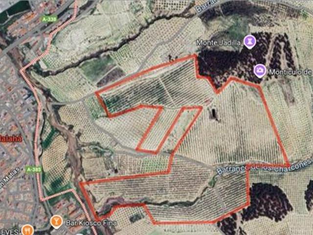 ESTUPENDA FINCA DE OLIVAR EN LA MALAHÁ!