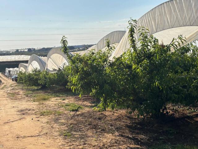 ESTUPENDA FINCA EN LEPE