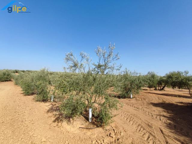 ESTUPENDA PARCELA EN LA SALIDA DE LA VENTA EL RITMO CARRETERA DE MORÓN DE LA FRONTERA