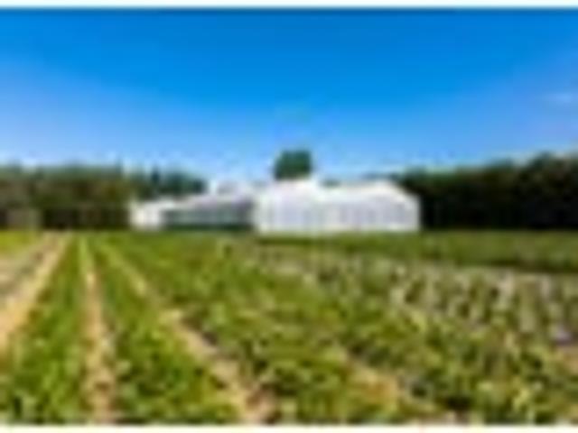 Established hydroponic business on 2.9ha