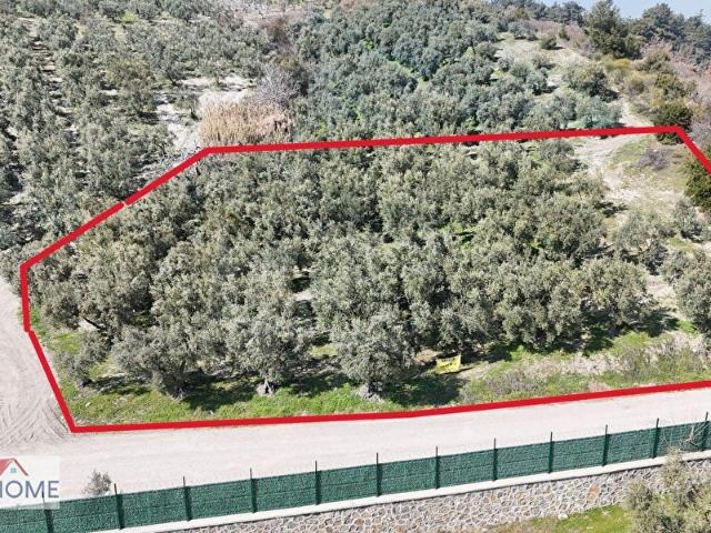 ÇEPNİ'de ASFALTA CEPHE SATILIK 2.266 M2 ŞAHANE ZEYTİNLİK