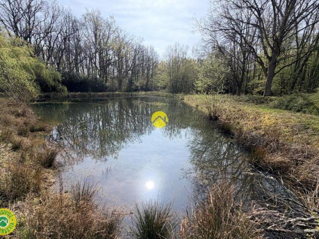Étangs en pleine nature