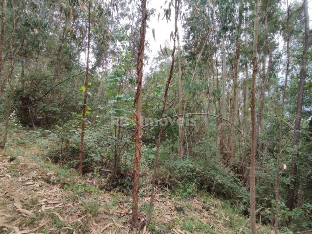 Eucaliptal com 3800m² Serra de Santa Catarina, Ferreira do Zêzere