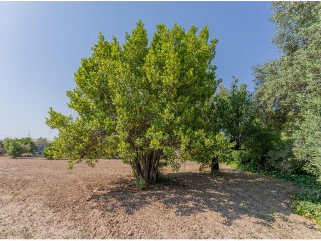 Excelente casa de campo para reformar en una ubicación privilegiada y segura junto a Elche