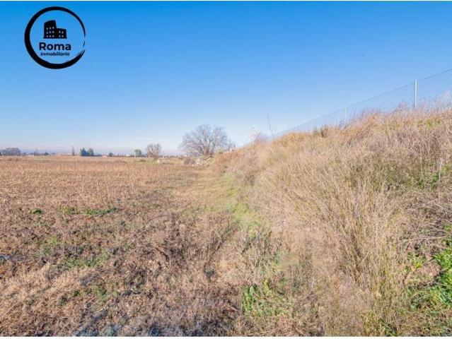 Excelente finca de regadío en la Vega de Granada, con acceso directo