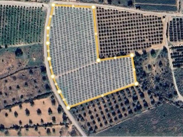 Excelente Parcela Rural Agropecuaria en Lliria con Naranjos Productivos