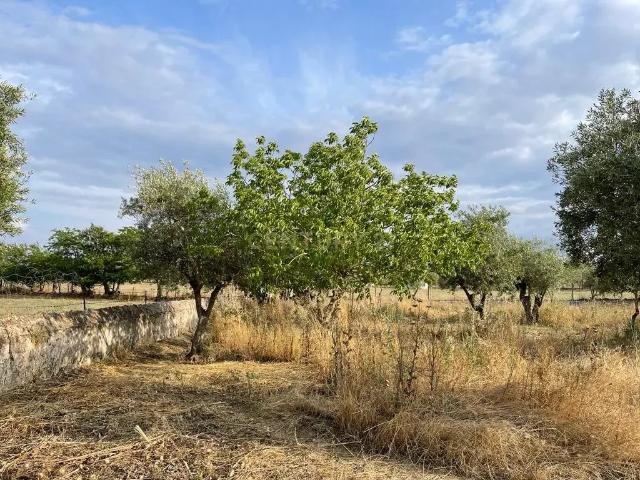 Excelente Terreno em Santa Eulalia/Elvas