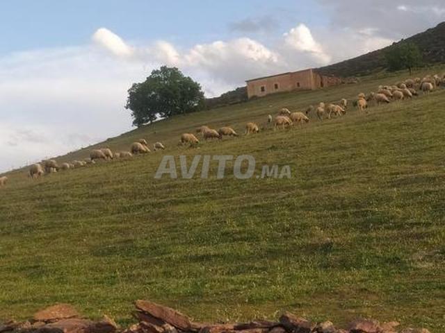 Excellente terre agricole à vendre