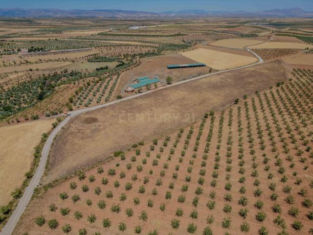 EXCEPCIONAL CONJUNTO DE FINCAS EN COGOLLOS DE GUADIX