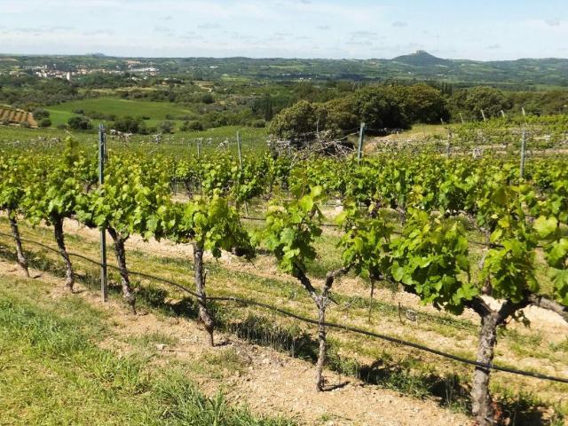 Excepcional finca rústica de 46.000 m2 a solo 500 metros del mar – Gran potencial de inversión en la