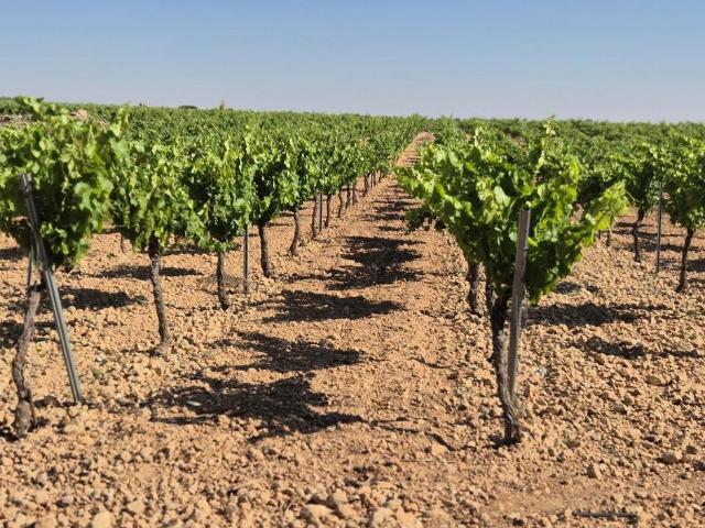 Exclusiva casa de campo en venta Campo de Criptana, España