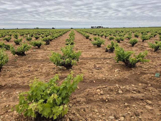 Exclusiva casa de campo en venta Pedro Muñoz, Castilla La Mancha