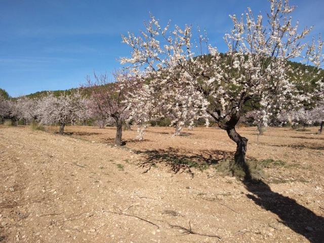 Exclusiva Casa rural en venta Bullas, Murcia