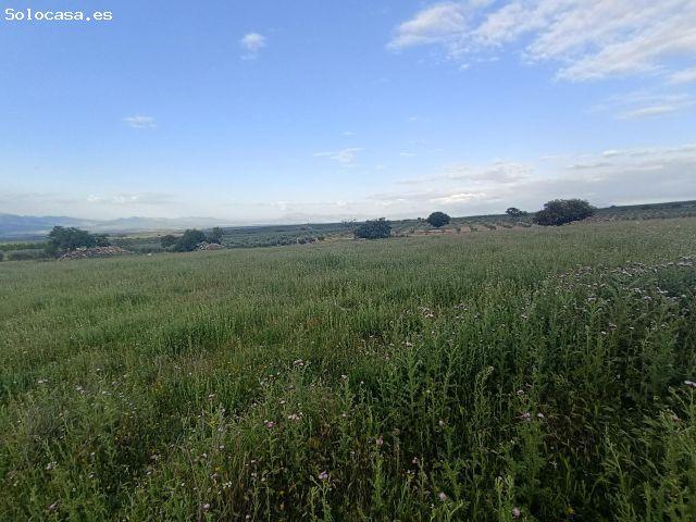 Exclusiva finca rústica en Salar – 18 fanegas de tierra calma con cortijo y suministros