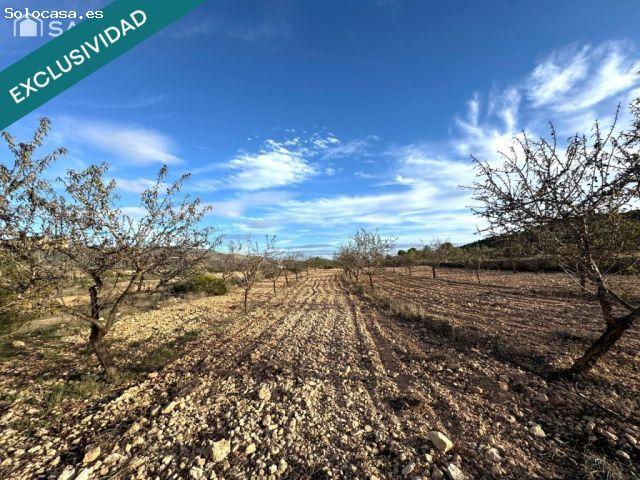 EXCLUSIVA OPORTUNIDAD – PARCELAS RÚSTICAS EN CASAS DE SANCHIS MONOVAR