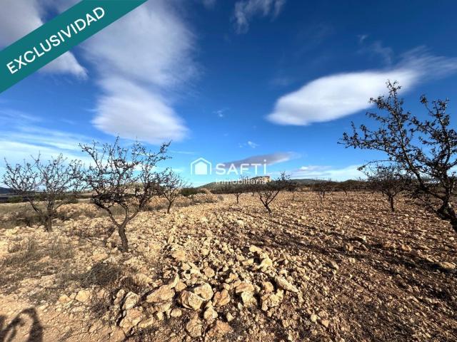 EXCLUSIVA OPORTUNIDAD – PARCELAS RÚSTICAS EN CASAS DE SANCHIS MONOVAR