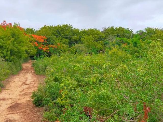 Exclusive ½ Acre 2nd Row Beach Plot in Vipingo Kuruwitu – Perfect for Your Dream Holiday or Retirement Home!