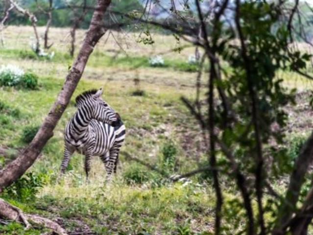 Exclusive Luxury Safari Camp and Conservancy for Sale