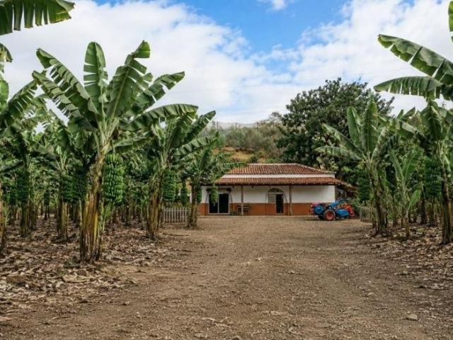 Explotación Agrícola de Plátano en Producción Gáldar, Gran Canaria