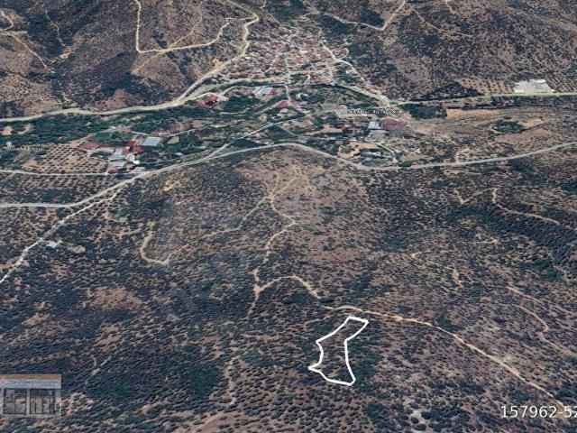 F.E.G'den İzmir Bayındır Ergenli'de Satılık 3 Dönüm Tek Tapu Zeytinlik