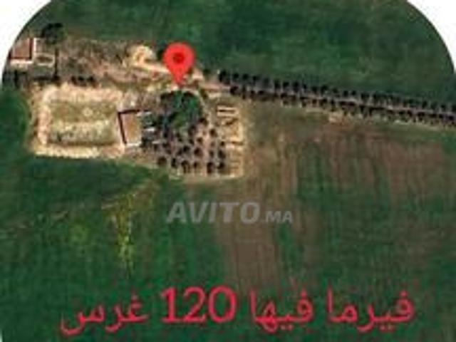 فيرما للبيع 10 هكتار بمدينة برشيد صالحة للزراعة