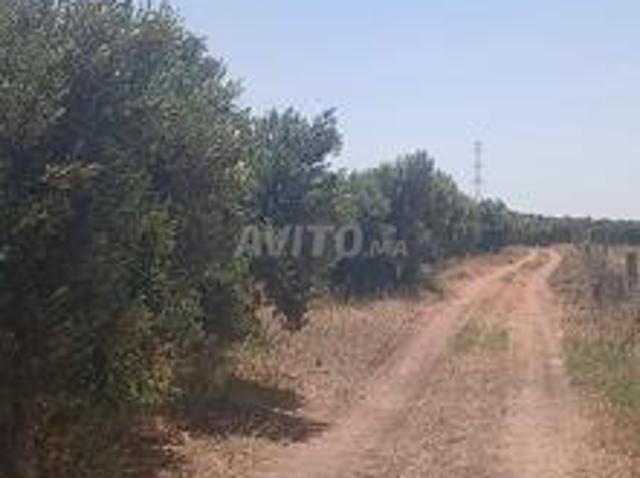 فيرمة فيها 11300زيتونة وفيها السكن
