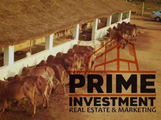 Family farm Cattle farm fish farm Karachi Northern Bypass ID 23584