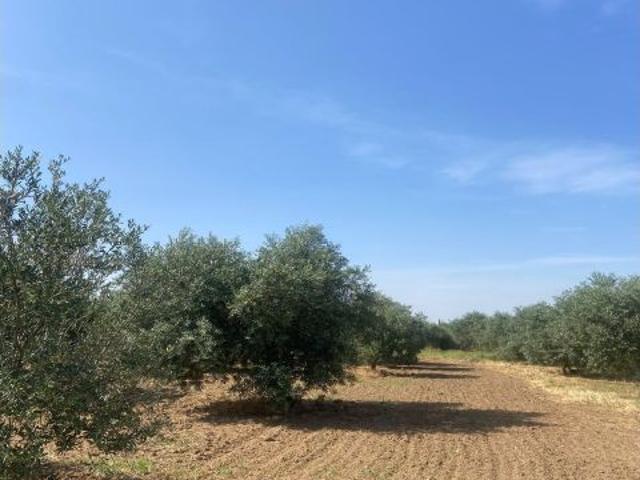 FANEGA DE TIERRAS