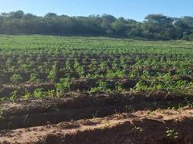 farm on the market at mangondi ha jimkone