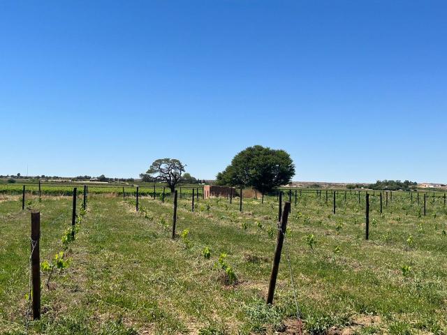Farm For Sale in Louisvale