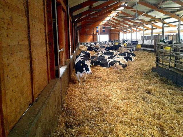 Farm house, Cattle Farm and Dairy Farm Plots | Farmhouse Gadap Karachi Northern Bypass ID 54153
