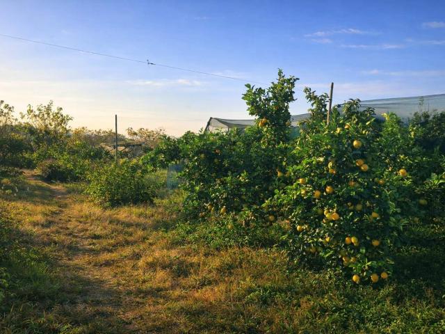 Farm in Myngenoegen AH For Sale