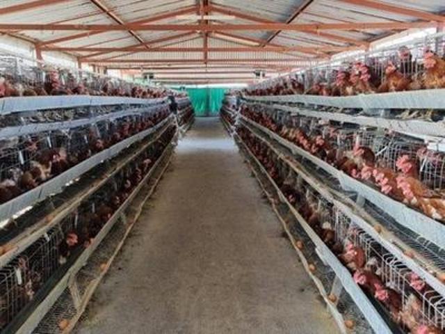 241ha cattle/game/egg farm on the ma.