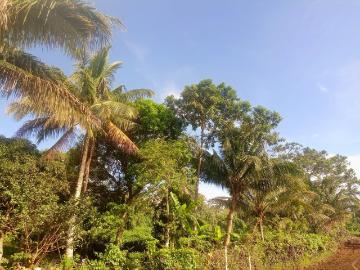 Farm in Alfonso Cavite for Sale [Lot ] June 2024 in Amadeo, Cavite for sale